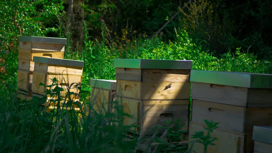 Bienenstöcke neben Wald auf einer Blühfläche.