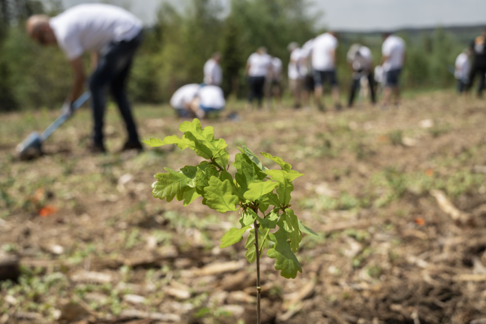 Teambuilding von HP mit gepflanzter Stieleiche.