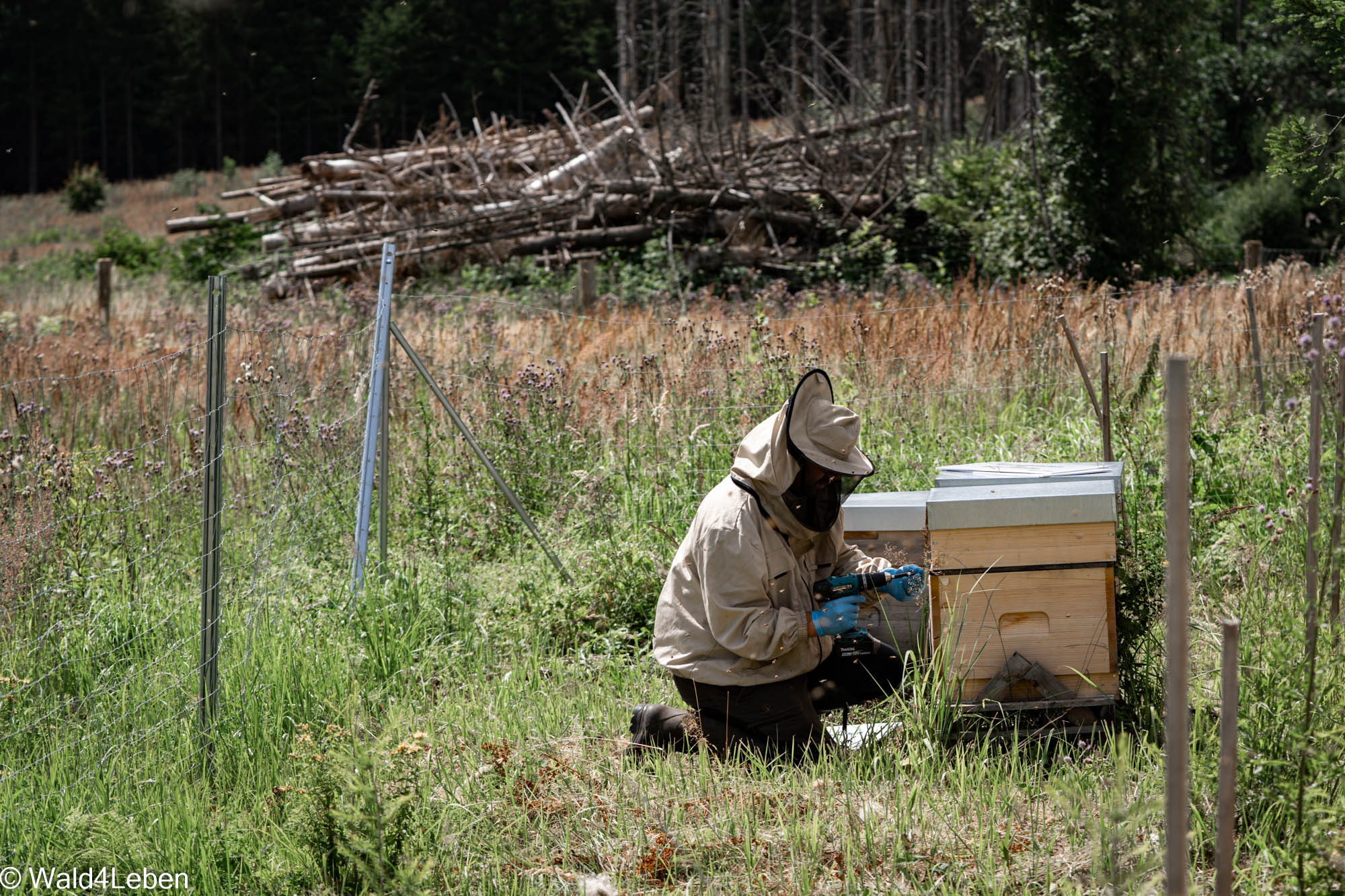 Bienenstockpatenschaften und Aufforstung mit 3SI Immogroup.