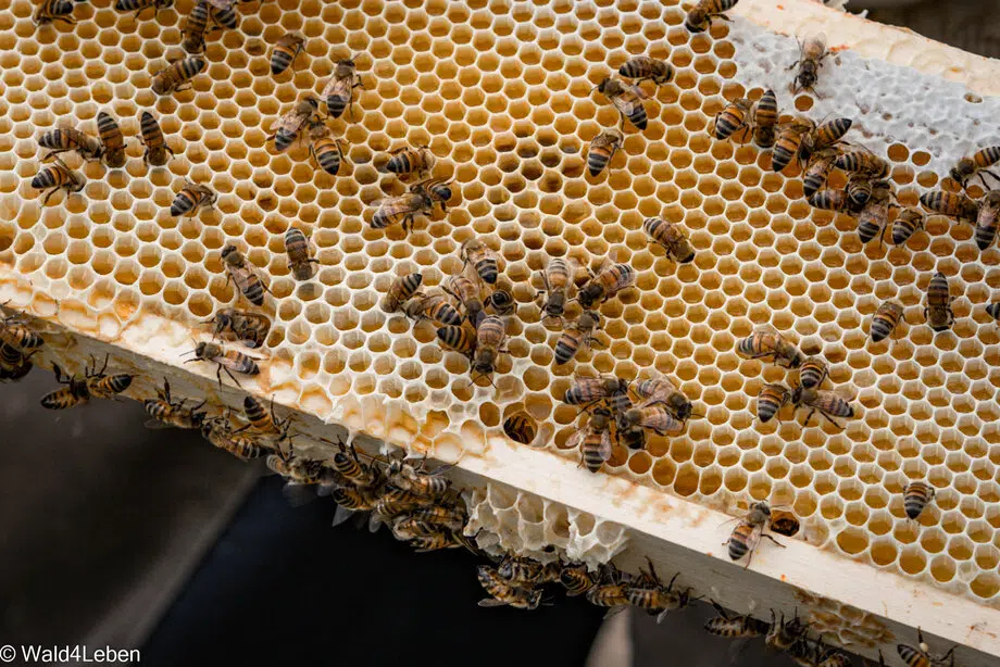 Bienen auf den Bienenwaben.