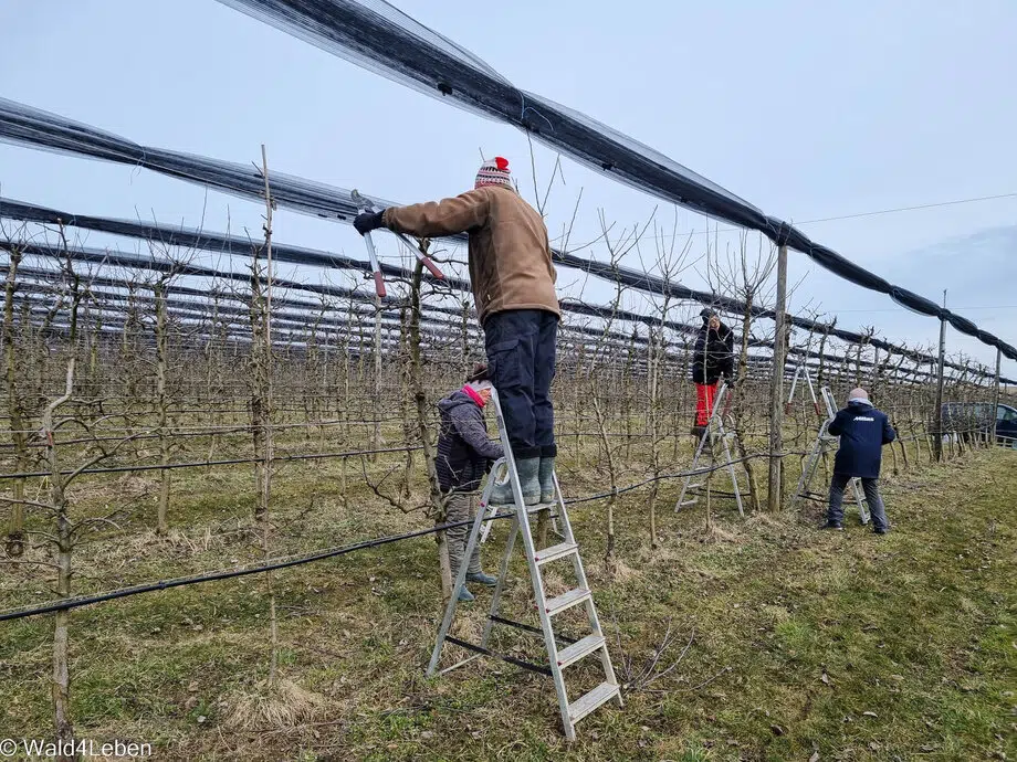 Obstbaumschnitt bei den Apfelbäumen.