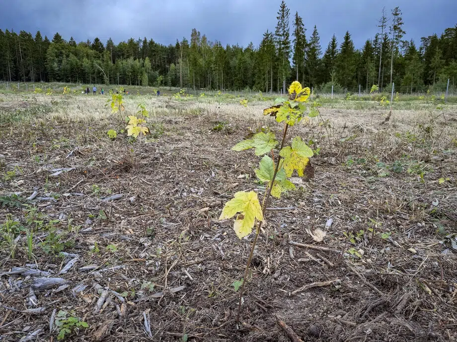 Klimafitter Mischwald unter anderem mit Bergahorn.