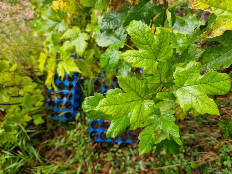 Bergahorn - Topfpflanze von Lieco im Einsatz bei den Teambuilding Events.