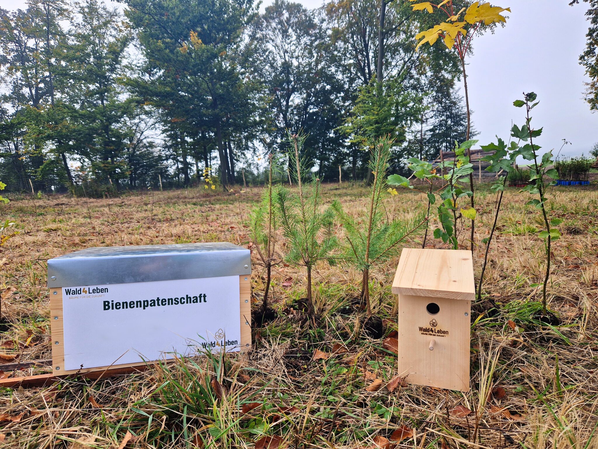 Bäume, Bienen, Vögelnistkasten